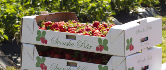 Svenska jordgubbar redan till nationaldagen